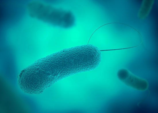 Legionella Bacteria